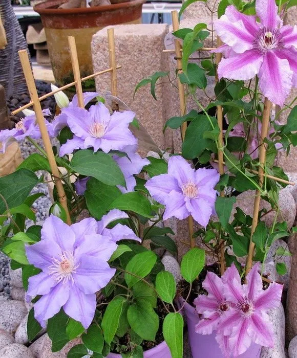 Plantas y flores: Trepadoras en terrazas y patios