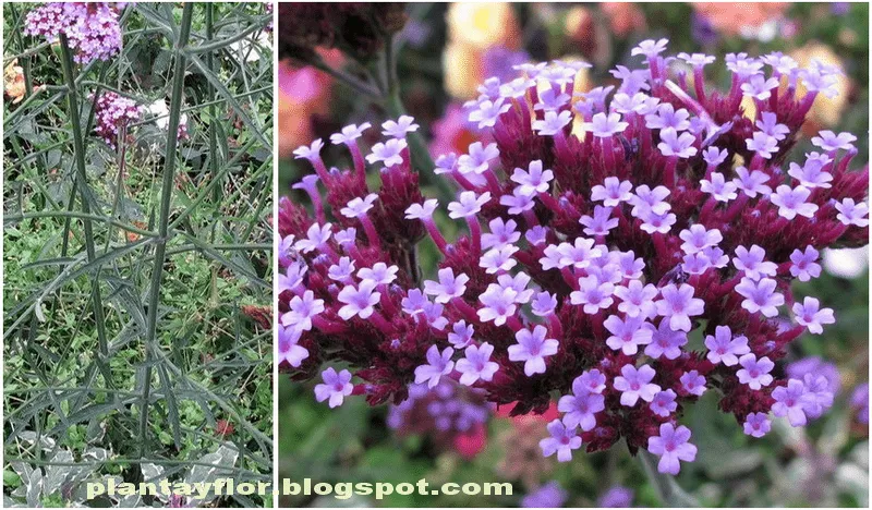 Plantas y flores: Verbena bonariensis