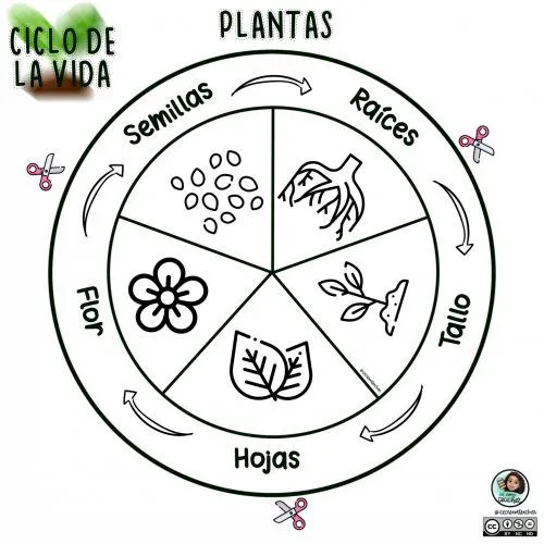 Las plantas foldables, recortes o para colorear