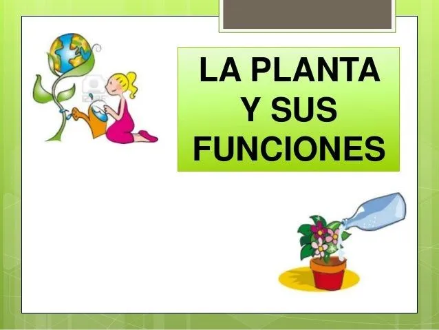 Las Plantas y sus funciones