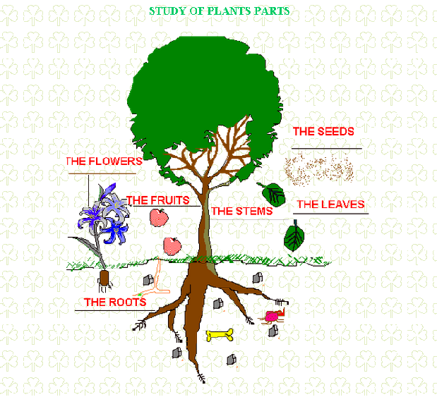 Las plantas en inglés - Didactalia: material educativo