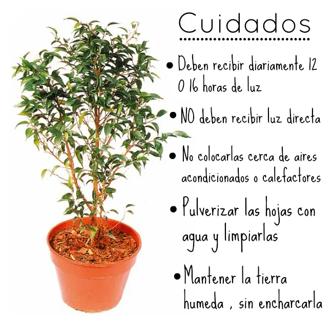 Plantas de interior | Consejos y tips / Experimento Casa