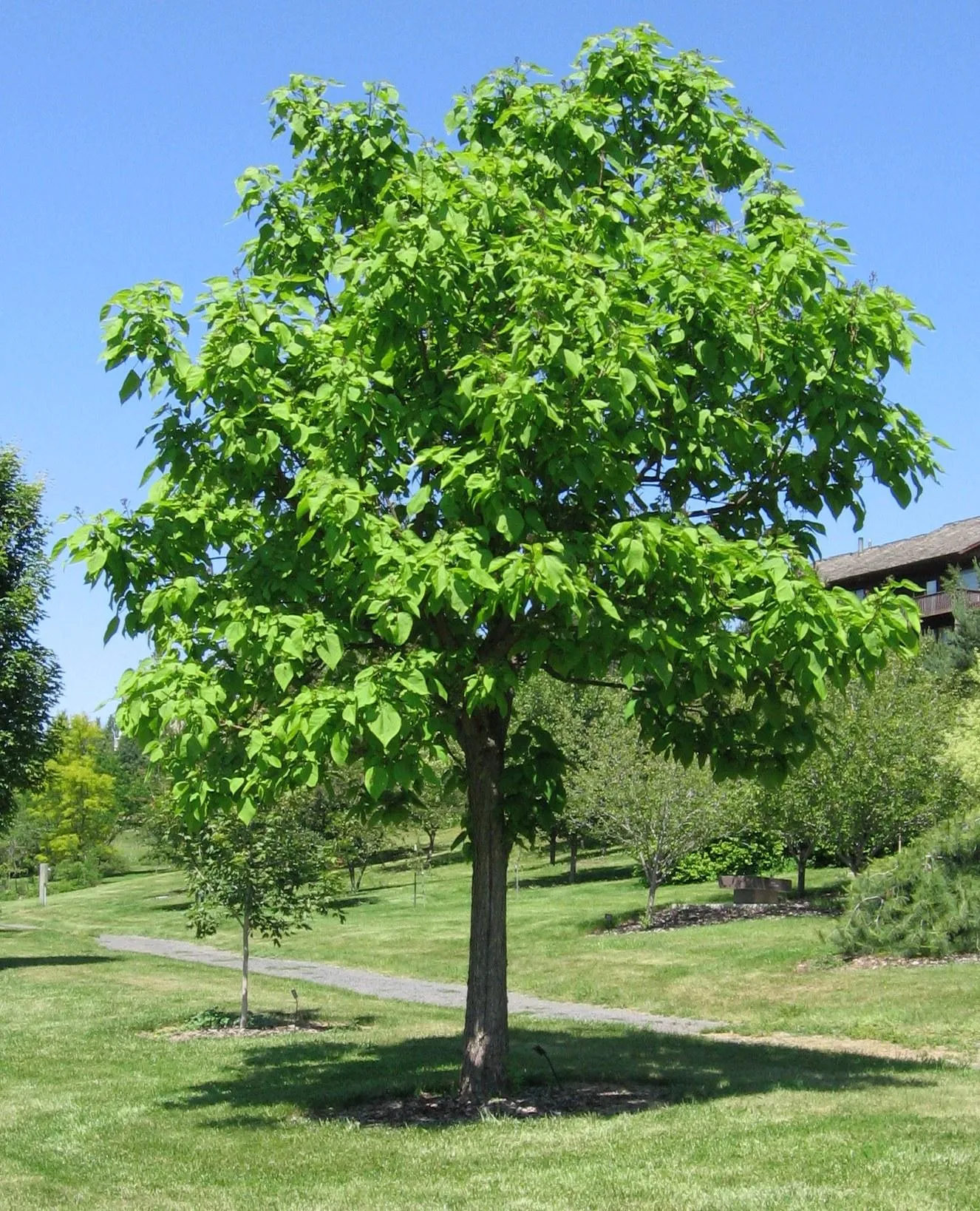 Catalpa un bonito árbol con flores - Paperblog