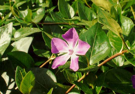 Plantas para lugares secos y sombríos