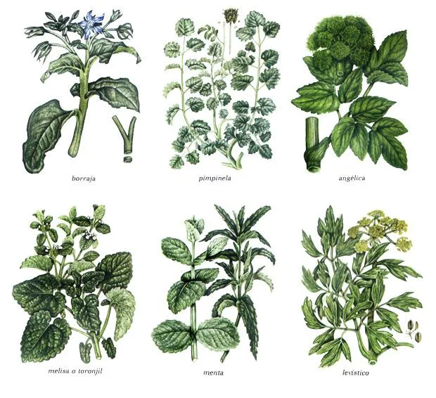 Plantas Medicinales Para Diferentes Afecciones - Top News On ...