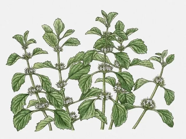 5 plantas medicinales para bajar de peso - Buena Salud