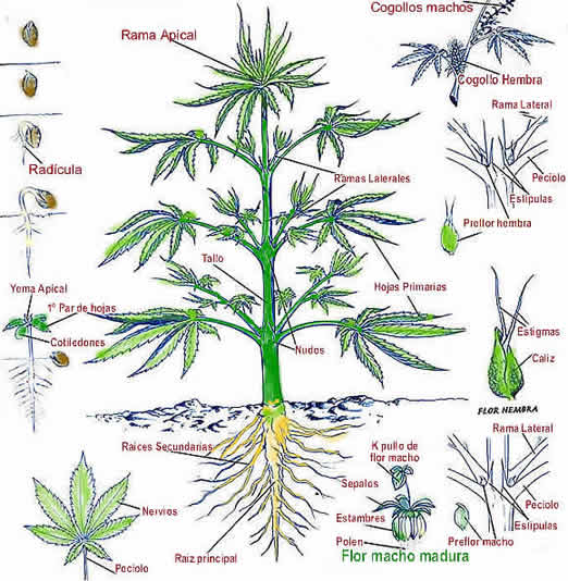 PLANTAS MEDICINALES (las comunes)