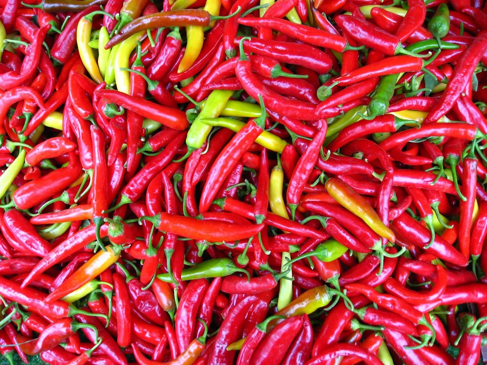 PLANTAS MORENAL: PIMIENTO DE CAYENA (AJI) - Capsicum frutescens