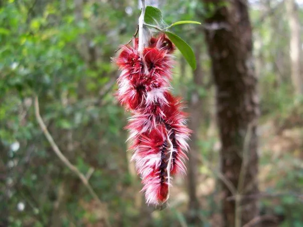 Con plantas nativas, vuelven las mariposas a tu barrio: Listado de ...