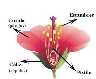 Las plantas para los niños de 4º de Primaria