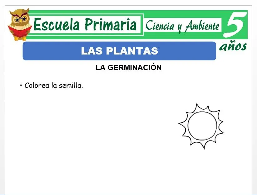 Las plantas para Niños de 5 Años – Escuela Primaria