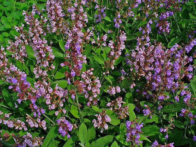 Plantas por nombre científico :: Taxonomía de las plantas medicinales