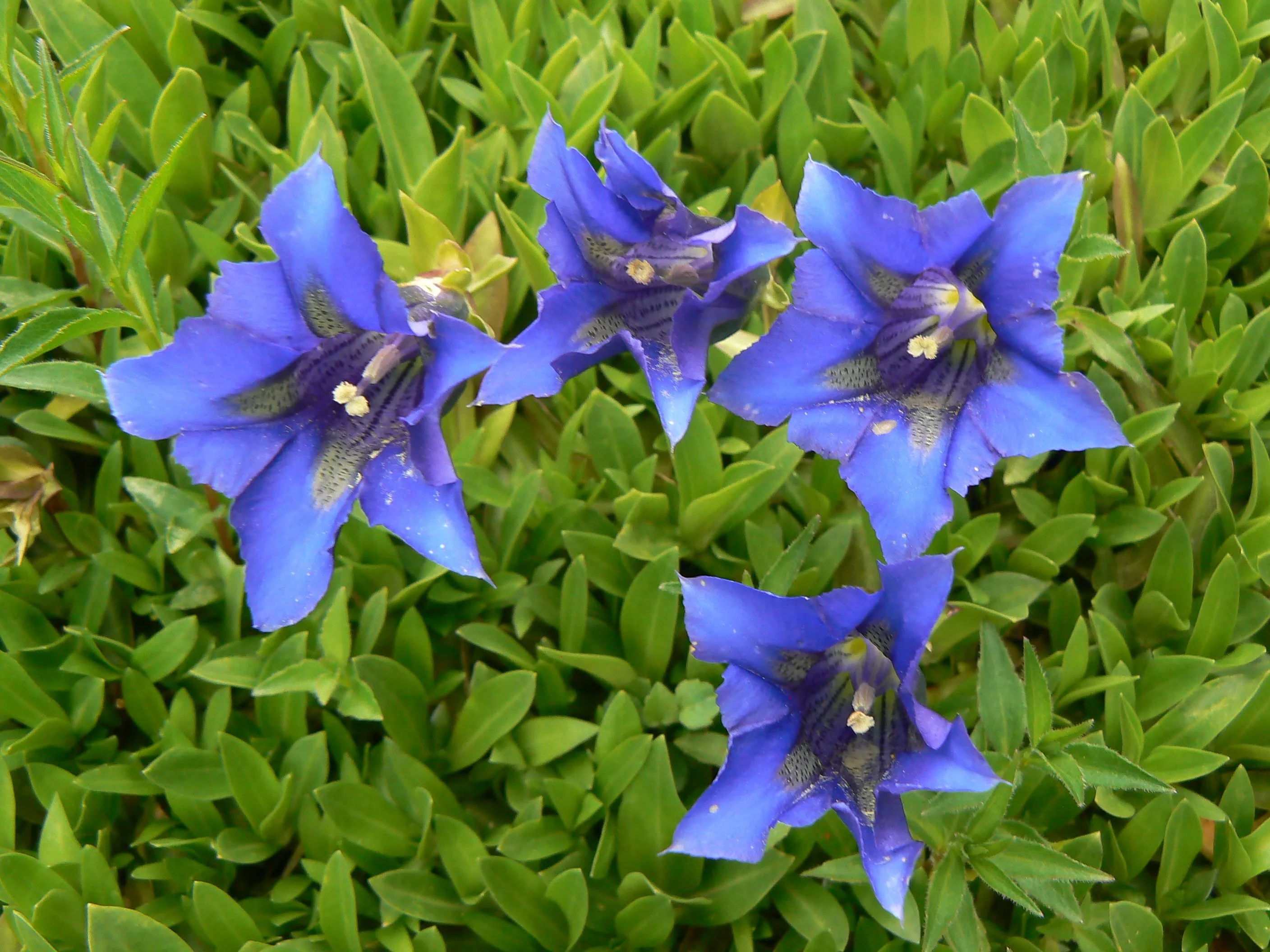 Las plantas y sus nombres botánicos | Garden Club Argentino