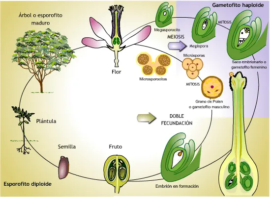 Las Plantas: noviembre 2012