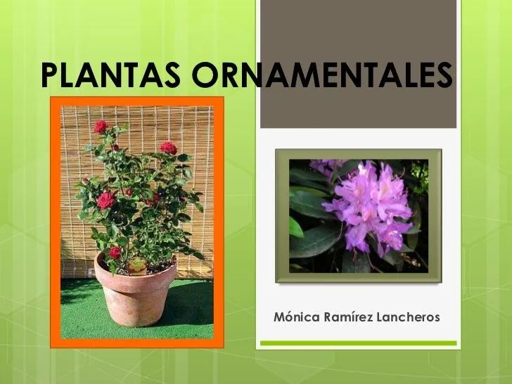 Plantas ornamentales