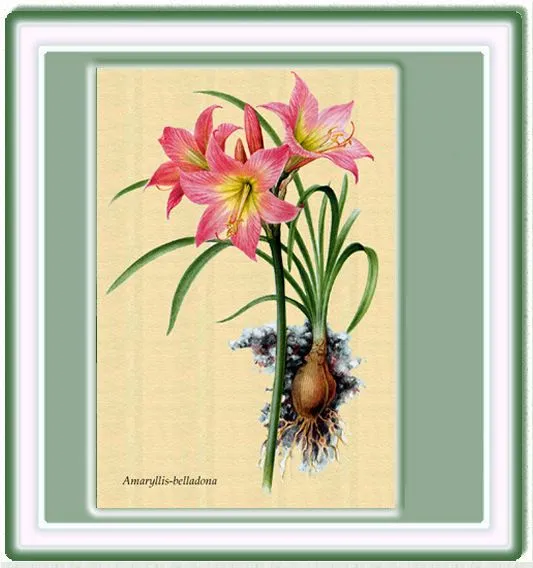 Plantas ornamentales dibujo - Imagui