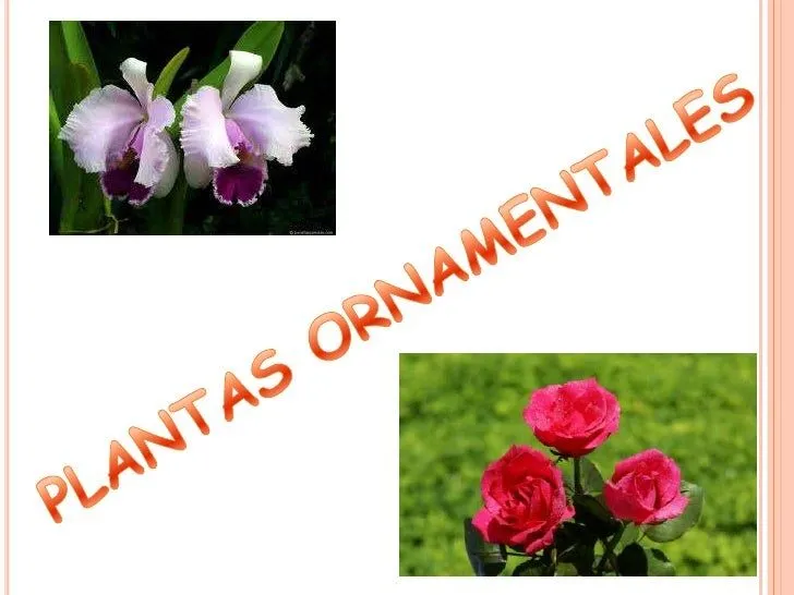 Plantas ornamentales con sus nombres e imagenes - Imagui