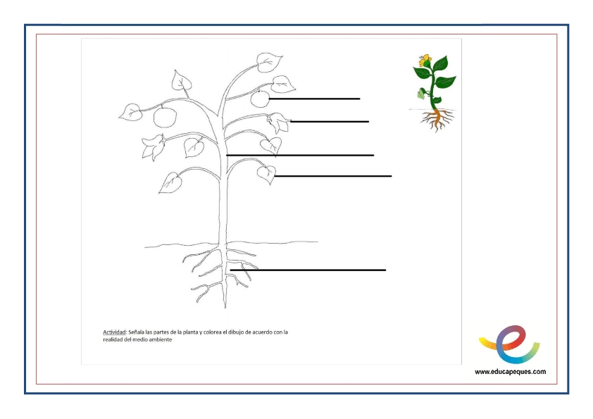 Las Plantas, Partes Y Funciones De Las Plantas 】| Educapeques