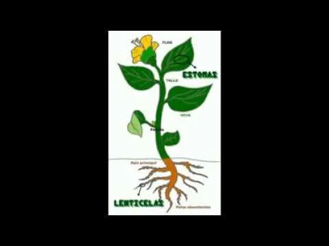 Las plantas tambin respiran Adriananual - YouTube