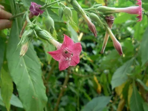 Plantas Tintoreas: julio 2010