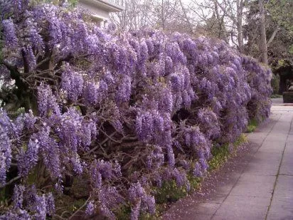 Blogs de Plantas