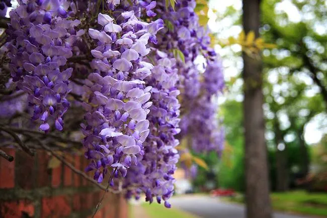 Plantas Trepadoras: Glicina -Primera Parte- | Jardín