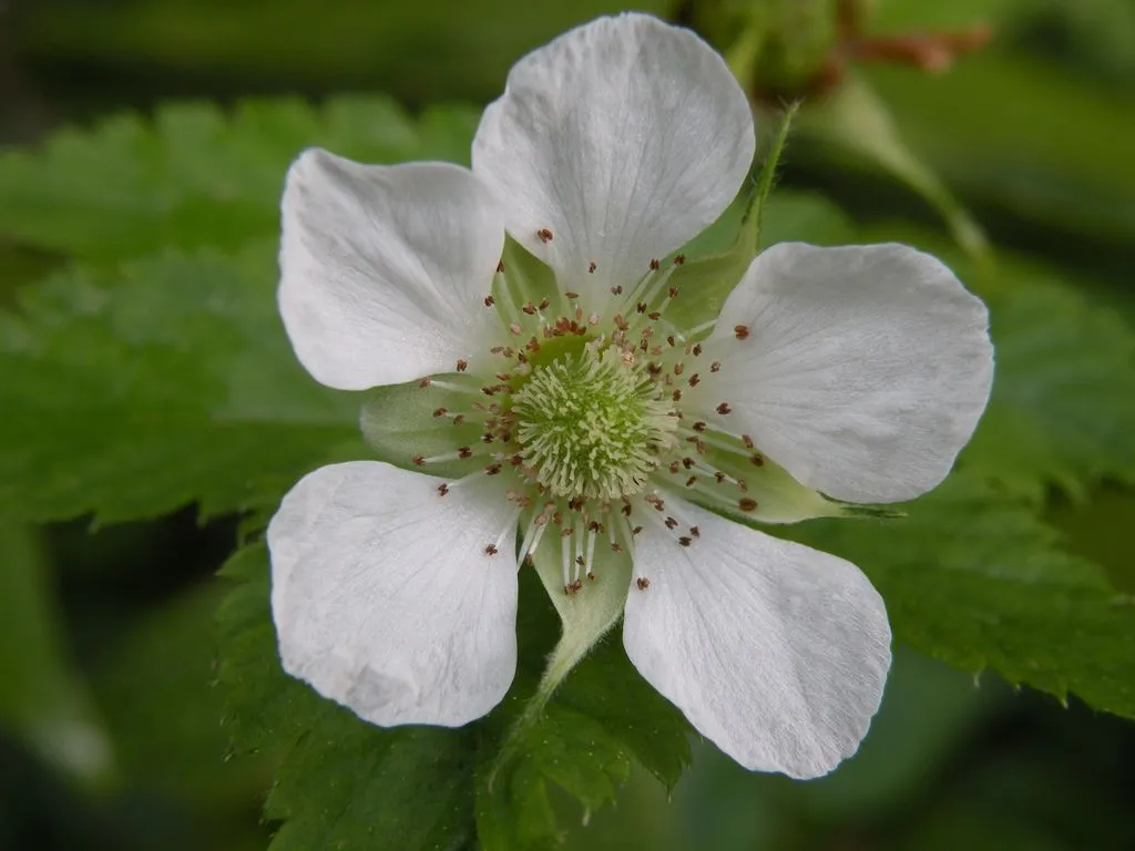 Plantas únicas | Biodiversidad de Puerto Rico