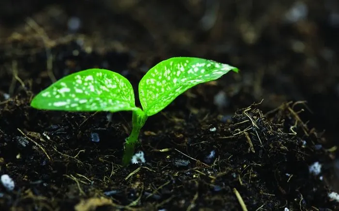 Plantas verdes sólo brotan fondos de pantalla HD #17 - Fondo de ...