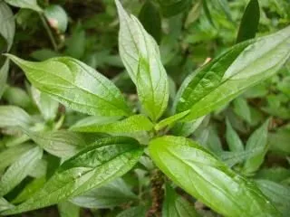 las plantas verdes, las hojas | Descargar Fotos gratis