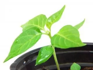 las plantas verdes, jardinería | Descargar Fotos gratis