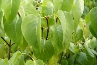 las plantas verdes, la naturaleza | Descargar Fotos gratis