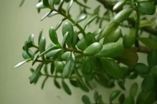 las plantas verdes, stilk | Descargar Fotos gratis