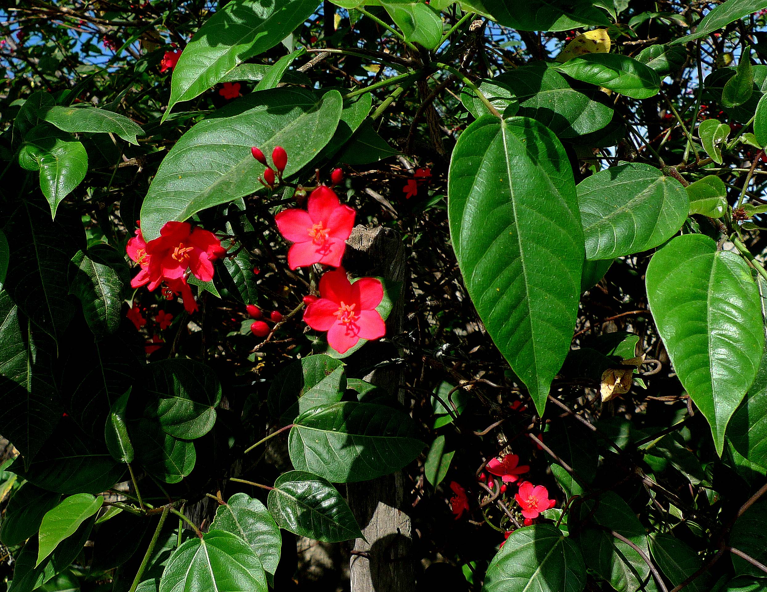 PLANTAS DE VNEZUELA: P1020708 copy | Flickr - Photo Sharing!