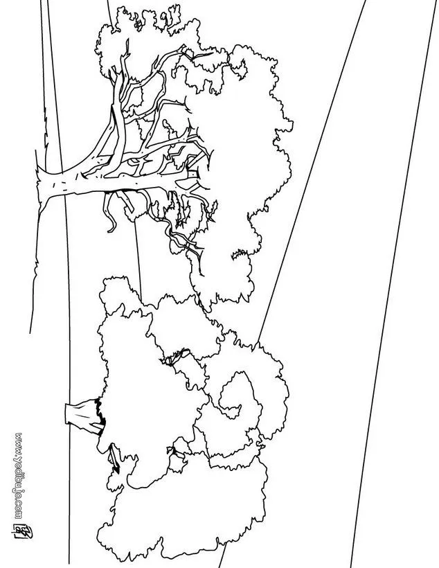 Plantilla para colorear del arbol apamate - Imagui