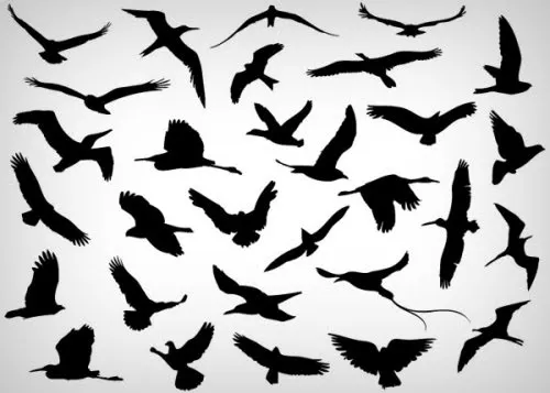 Siluetas de aves volando - Imagui