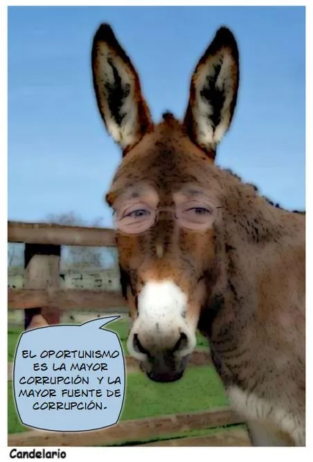 El burro hablando de orejas [