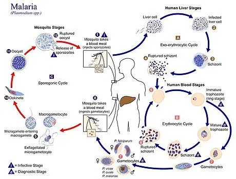 Plasmodium - Wikipedia, la enciclopedia libre