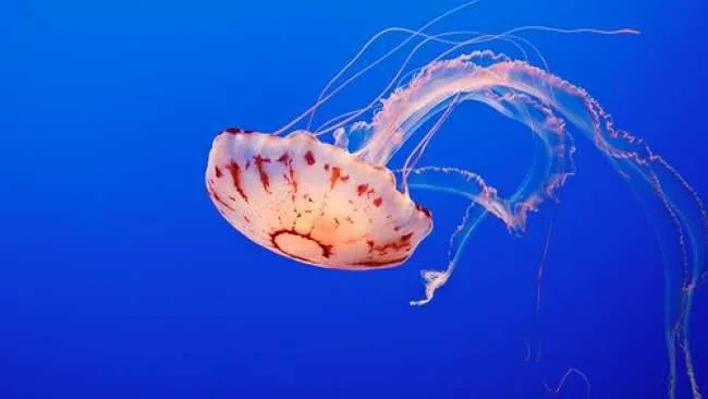 Cuando estemos en la playa, cuidado con las medusas