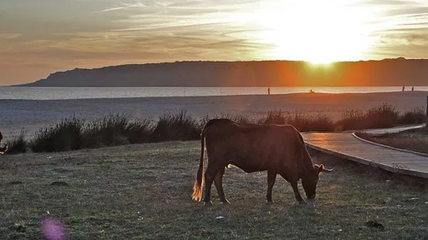 Playas de Bolonia | EL BLOG DE FATHER GORGONZOLA