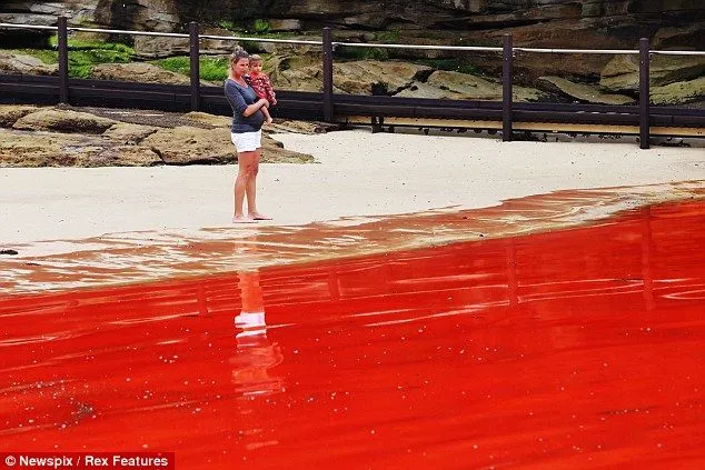 Playas de Sydney cerradas por las algas rojas, el mar se convierte ...