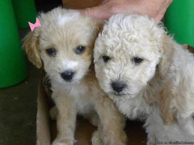 Playfull Toy poodles puppies - Price: 250.00 for sale in Downey ...