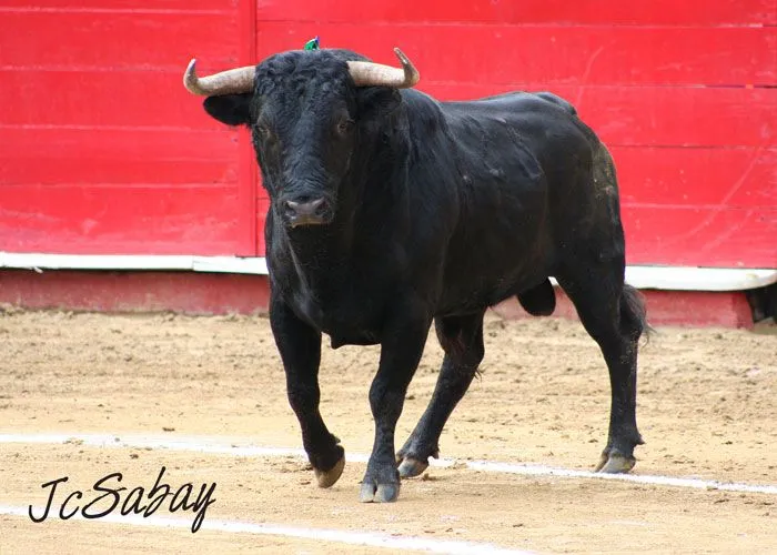 En La Plaza…Los Toros de Juan Bernardo Caicedo del quinto festejo ...