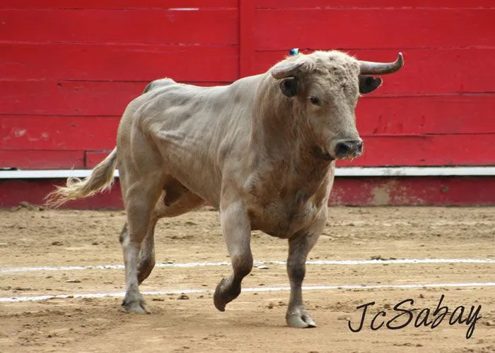 En La Plaza…Los Toros de Juan Bernardo Caicedo del quinto festejo ...