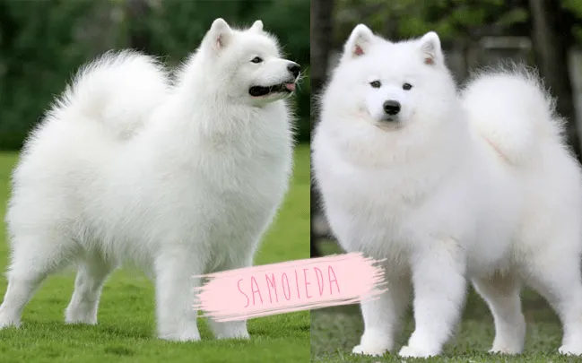 PLP : Raças de Cachorros para Pattys - Pedido da Leitora