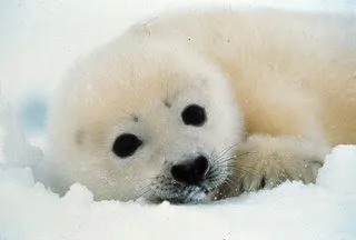 De la pluma de Álvaro Ancona: octubre 2008