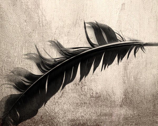 Pluma Wallapaper by ~danianzueto on deviantART