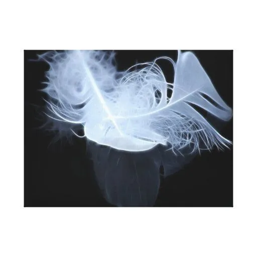 Plumas blancas que reflejan lona estirada galerias | Zazzle