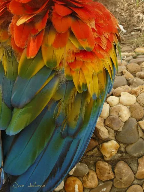 Plumas y colores | Flickr - Photo Sharing!