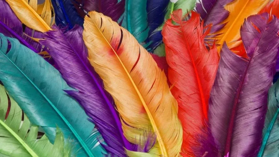 Plumas de colores - Imagui