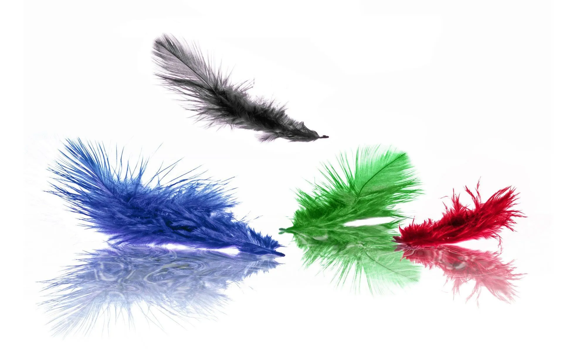 Plumas de Colores - Wallpapers